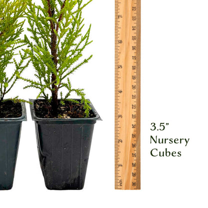 2 Golden Lemon Cypress – Upright Aromatic Golden Evergreen Conifer Tree for Tall Hedges, Accents & Containers (Cupressus macrocarpa ‘Wilma’)