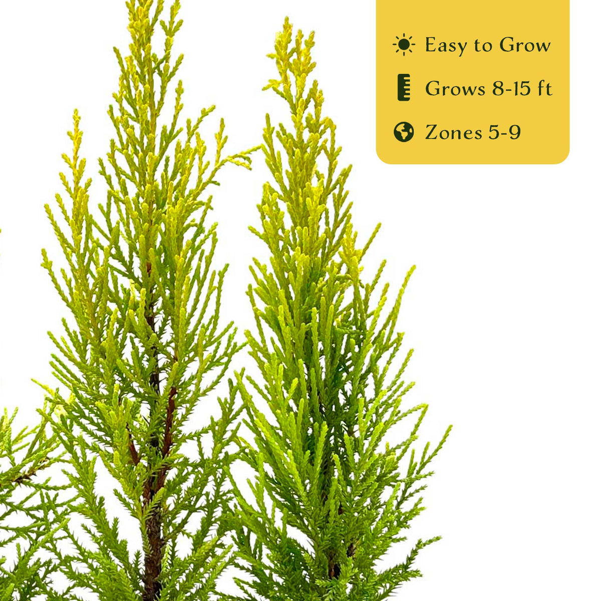 2 Golden Lemon Cypress – Upright Aromatic Golden Evergreen Conifer Tree for Tall Hedges, Accents & Containers (Cupressus macrocarpa ‘Wilma’)