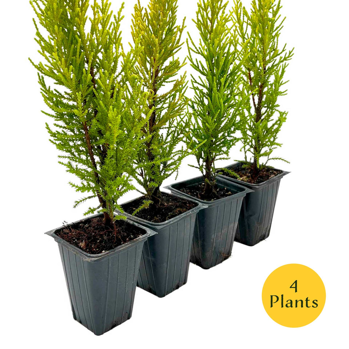 2 Golden Lemon Cypress – Upright Aromatic Golden Evergreen Conifer Tree for Tall Hedges, Accents & Containers (Cupressus macrocarpa ‘Wilma’)