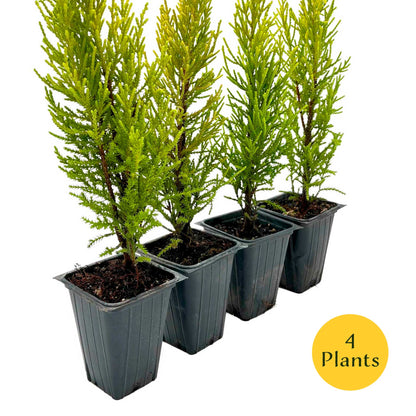 2 Golden Lemon Cypress – Upright Aromatic Golden Evergreen Conifer Tree for Tall Hedges, Accents & Containers (Cupressus macrocarpa ‘Wilma’)
