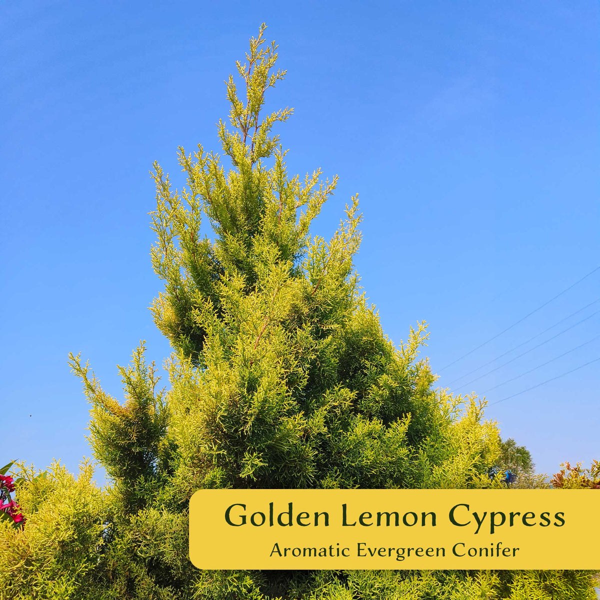 2 Golden Lemon Cypress – Upright Aromatic Golden Evergreen Conifer Tree for Tall Hedges, Accents & Containers (Cupressus macrocarpa ‘Wilma’)