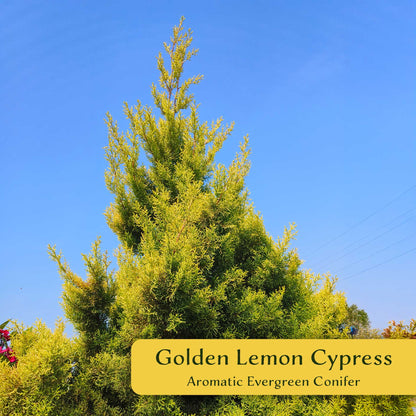 2 Golden Lemon Cypress – Upright Aromatic Golden Evergreen Conifer Tree for Tall Hedges, Accents & Containers (Cupressus macrocarpa ‘Wilma’)