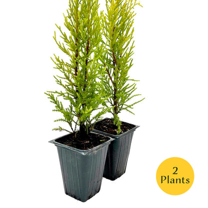 2 Golden Lemon Cypress – Upright Aromatic Golden Evergreen Conifer Tree for Tall Hedges, Accents & Containers (Cupressus macrocarpa ‘Wilma’)