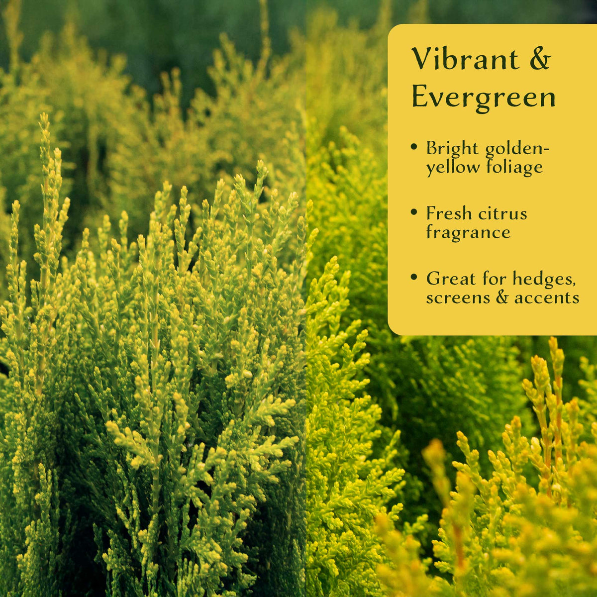 2 Golden Lemon Cypress – Upright Aromatic Golden Evergreen Conifer Tree for Tall Hedges, Accents & Containers (Cupressus macrocarpa ‘Wilma’)