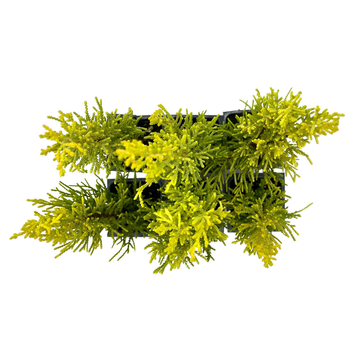 2 Golden Lemon Cypress – Upright Aromatic Golden Evergreen Conifer Tree for Tall Hedges, Accents & Containers (Cupressus macrocarpa ‘Wilma’)