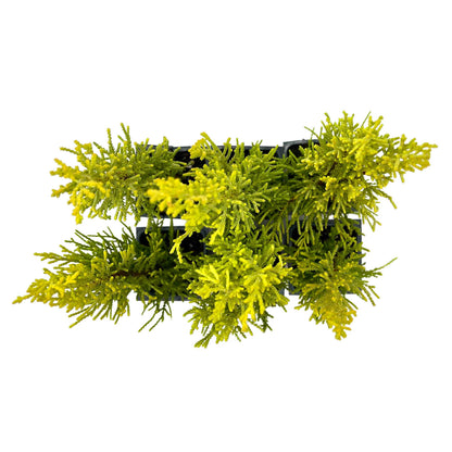 2 Golden Lemon Cypress – Upright Aromatic Golden Evergreen Conifer Tree for Tall Hedges, Accents & Containers (Cupressus macrocarpa ‘Wilma’)