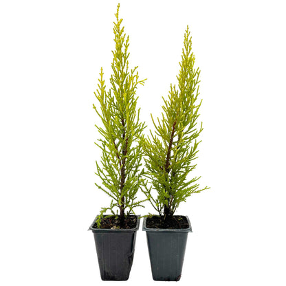2 Golden Lemon Cypress – Upright Aromatic Golden Evergreen Conifer Tree for Tall Hedges, Accents & Containers (Cupressus macrocarpa ‘Wilma’)