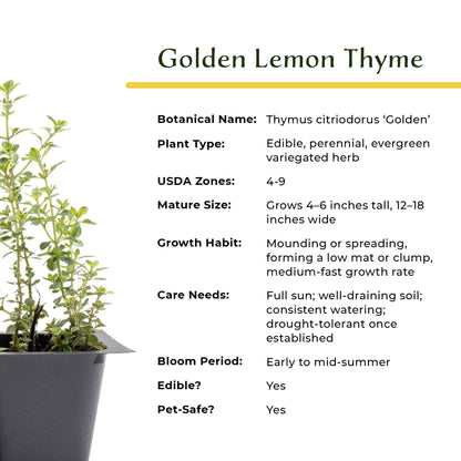 Golden Lemon Thyme in 2.5” Nursery Cubes (Thymus citriodorus ‘Golden’)