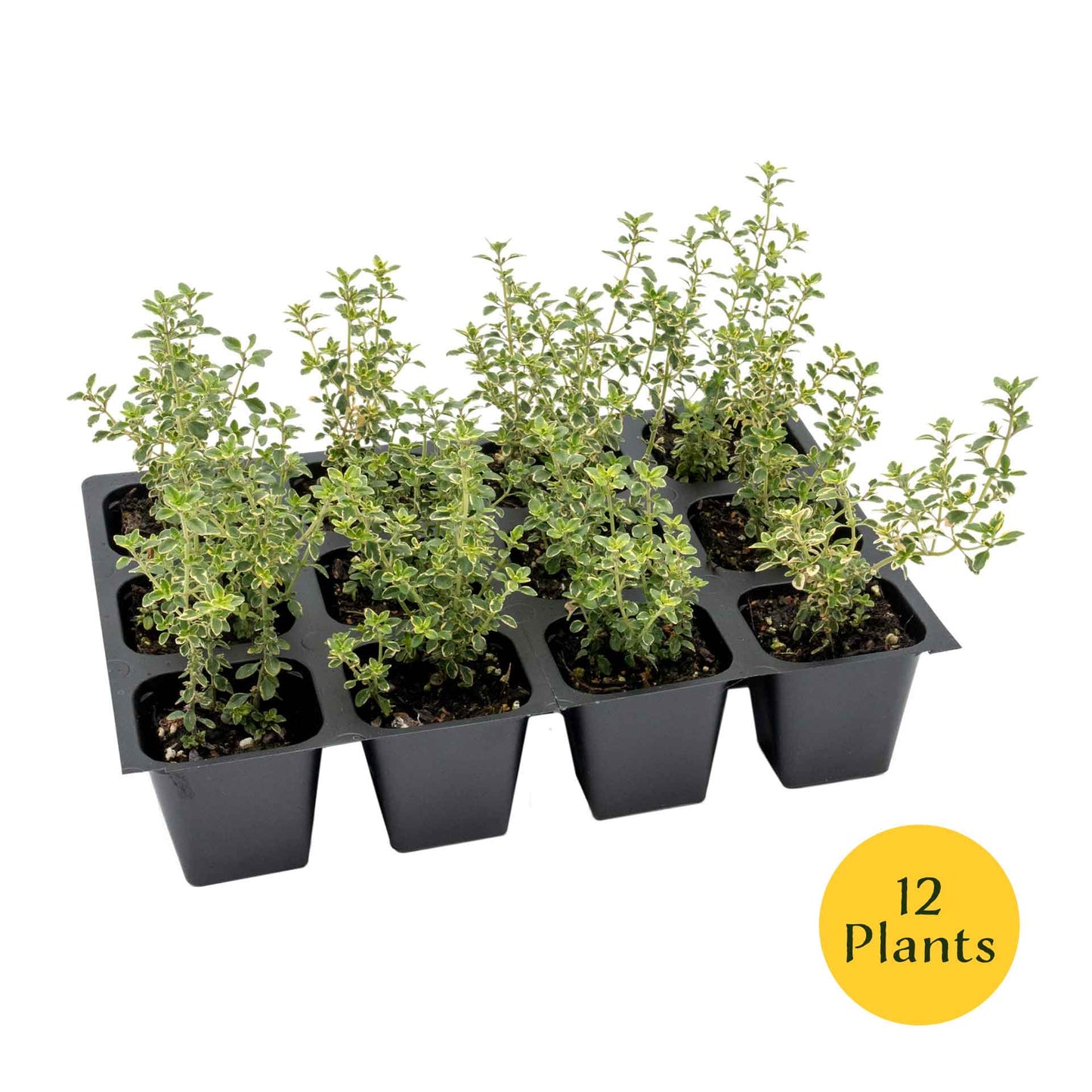 Golden Lemon Thyme in 2.5” Nursery Cubes (Thymus citriodorus ‘Golden’)
