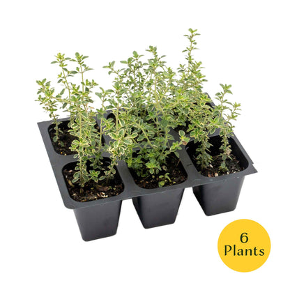 Golden Lemon Thyme in 2.5” Nursery Cubes (Thymus citriodorus ‘Golden’)
