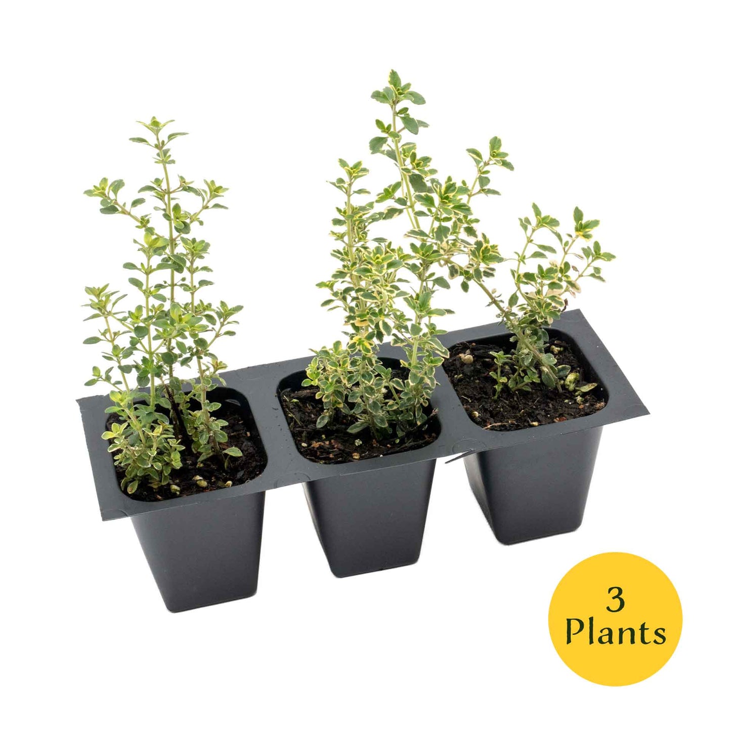 Golden Lemon Thyme in 2.5” Nursery Cubes (Thymus citriodorus ‘Golden’)