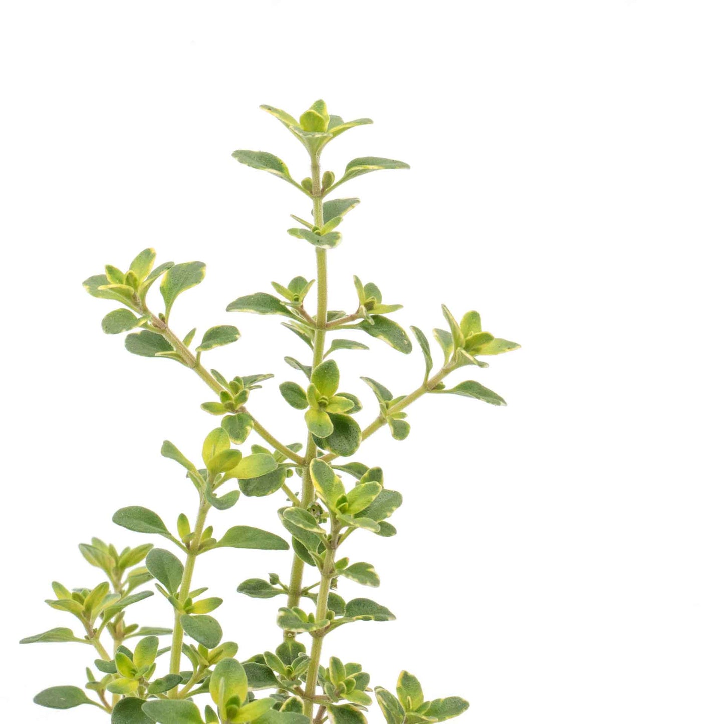 Golden Lemon Thyme in 2.5” Nursery Cubes (Thymus citriodorus ‘Golden’)