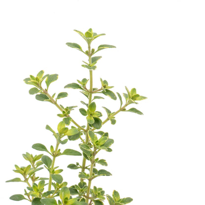 Golden Lemon Thyme in 2.5” Nursery Cubes (Thymus citriodorus ‘Golden’)