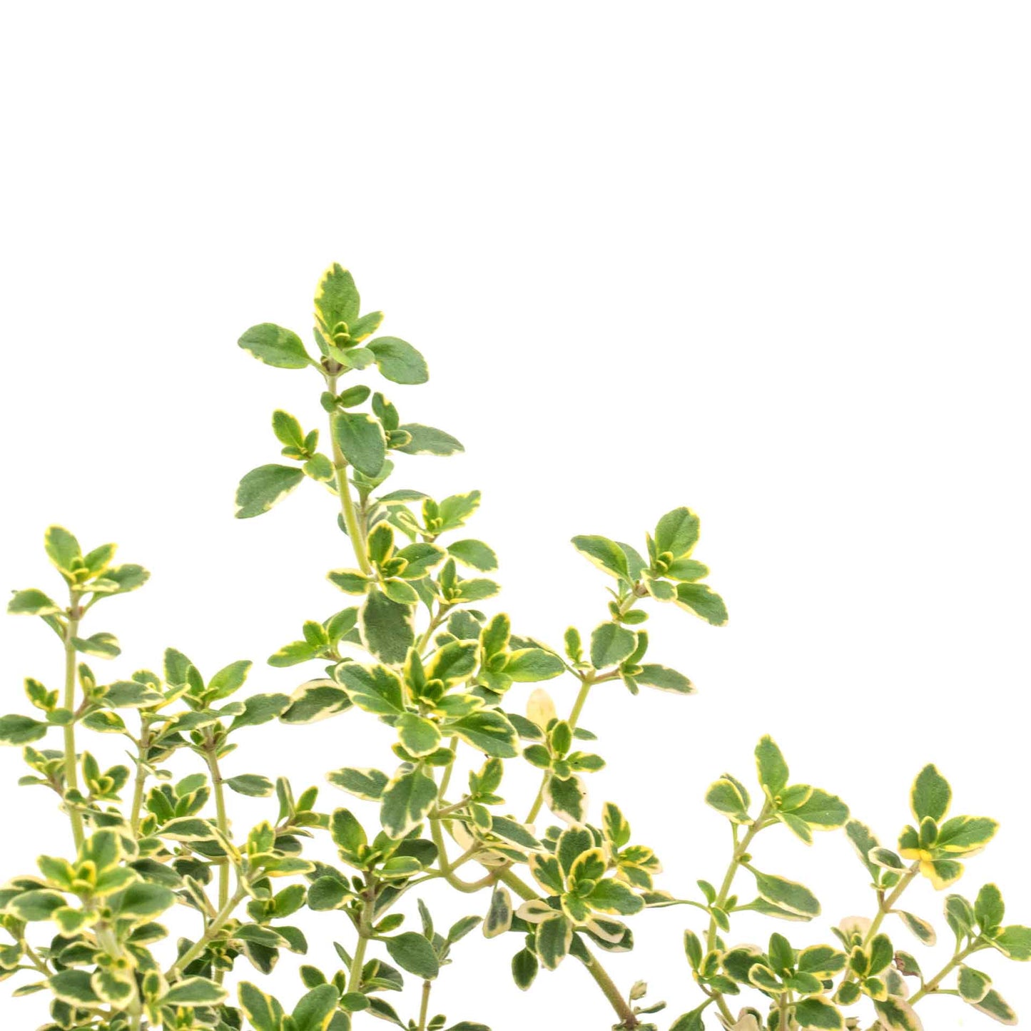 Golden Lemon Thyme in 2.5” Nursery Cubes (Thymus citriodorus ‘Golden’)