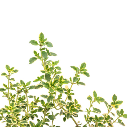 Golden Lemon Thyme in 2.5” Nursery Cubes (Thymus citriodorus ‘Golden’)