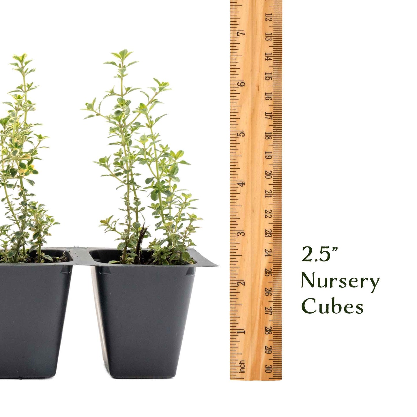 Golden Lemon Thyme in 2.5” Nursery Cubes (Thymus citriodorus ‘Golden’)