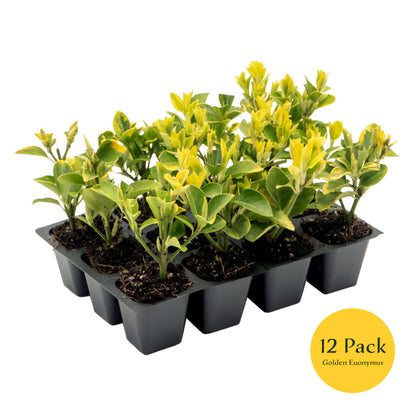 Golden Euonymus | Live Plant in 2.5 Inch Nursery Cube | Japonica ‘Aureo-Marginatus’