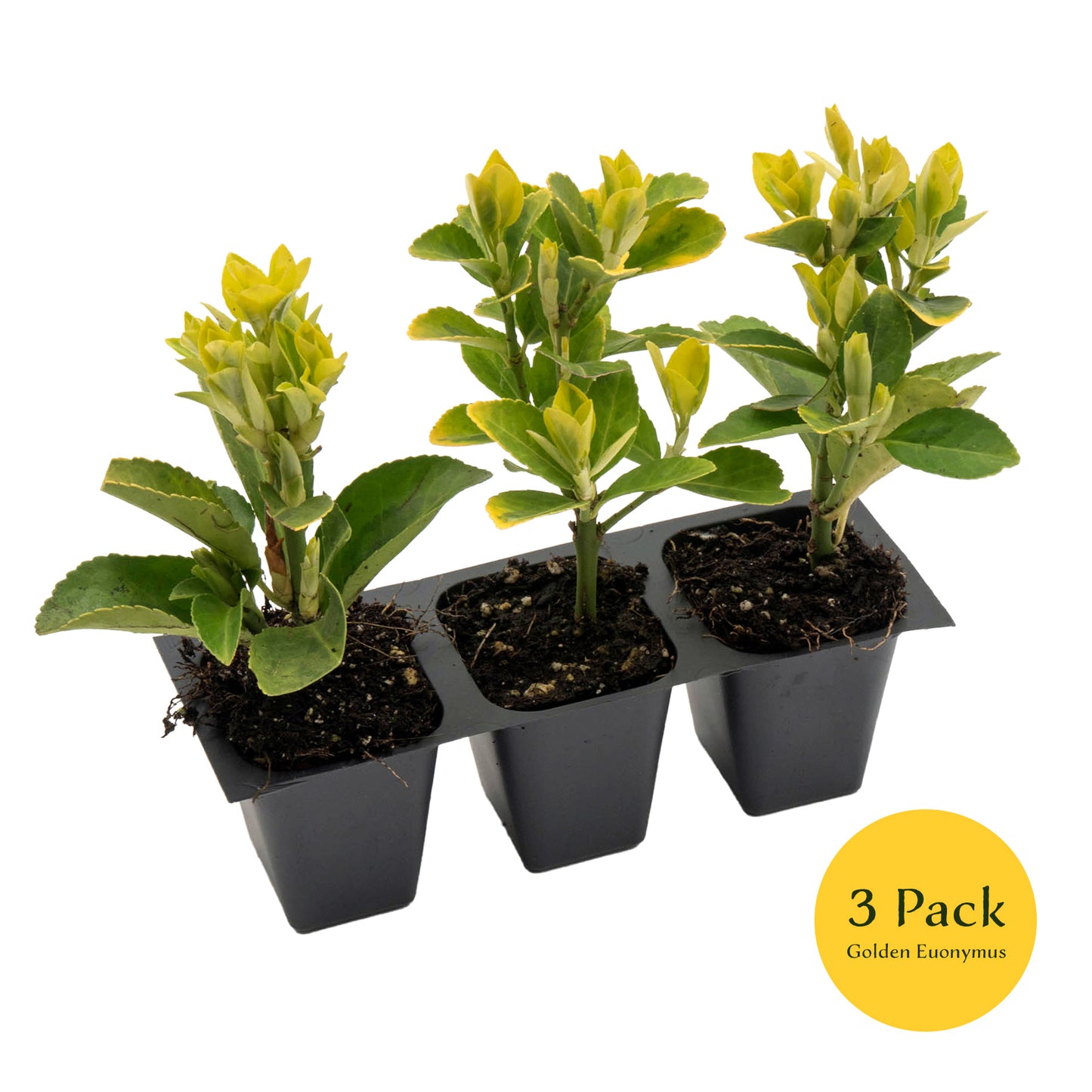 Golden Euonymus | Live Plant in 2.5 Inch Nursery Cube | Japonica ‘Aureo-Marginatus’