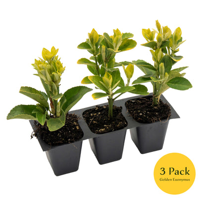 Golden Euonymus | Live Plant in 2.5 Inch Nursery Cube | Japonica ‘Aureo-Marginatus’