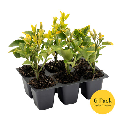 Golden Euonymus | Live Plant in 2.5 Inch Nursery Cube | Japonica ‘Aureo-Marginatus’