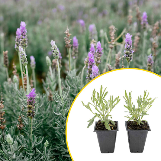 2 Goodwin Creek Lavender Plants in 3.5" Cubes | Aromatic Silvery Perennial Herb with Purple Flowers for Landscaping (Lavandula x ginginsii)