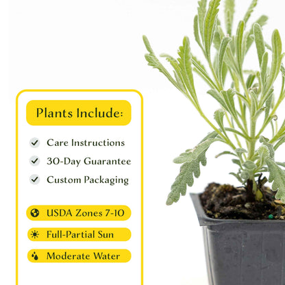 2 Goodwin Creek Lavender Plants in 3.5" Cubes | Aromatic Silvery Perennial Herb with Purple Flowers for Landscaping (Lavandula x ginginsii)
