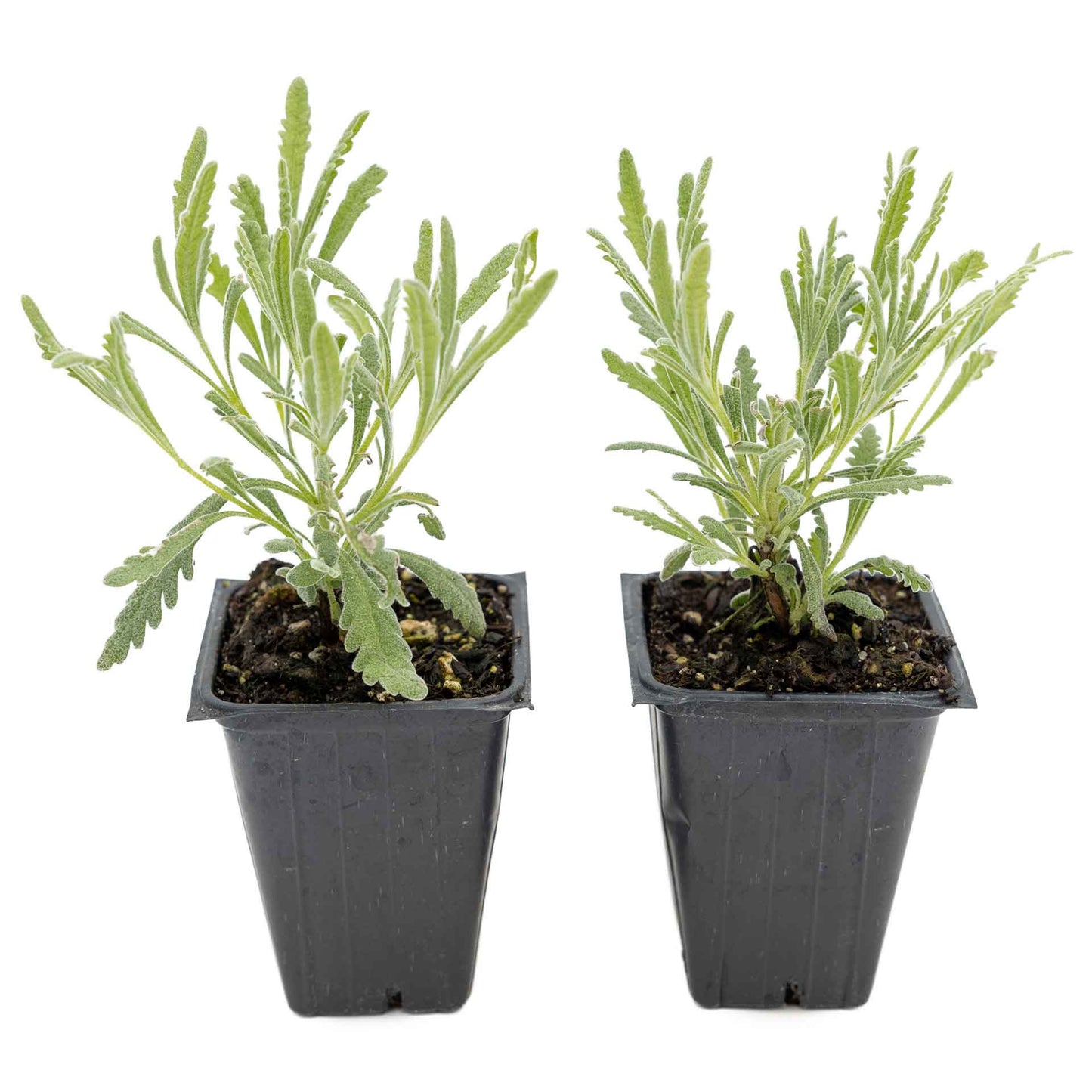 2 Goodwin Creek Lavender Plants in 3.5" Cubes | Aromatic Silvery Perennial Herb with Purple Flowers for Landscaping (Lavandula x ginginsii)
