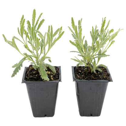 2 Goodwin Creek Lavender Plants in 3.5" Cubes | Aromatic Silvery Perennial Herb with Purple Flowers for Landscaping (Lavandula x ginginsii)