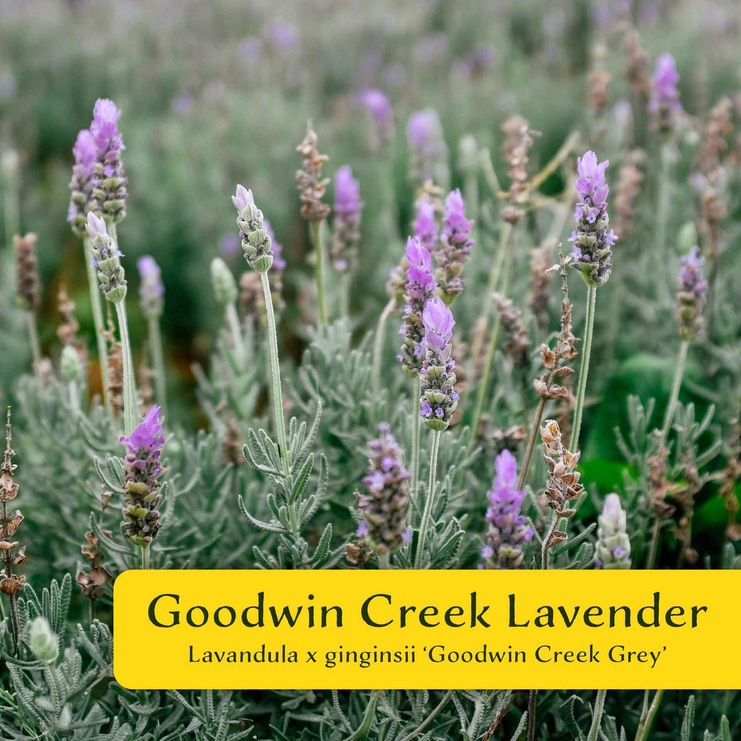 2 Goodwin Creek Lavender Plants in 3.5" Cubes | Aromatic Silvery Perennial Herb with Purple Flowers for Landscaping (Lavandula x ginginsii)