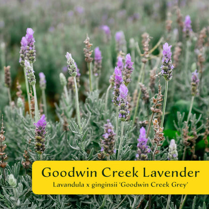 2 Goodwin Creek Lavender Plants in 3.5" Cubes | Aromatic Silvery Perennial Herb with Purple Flowers for Landscaping (Lavandula x ginginsii)