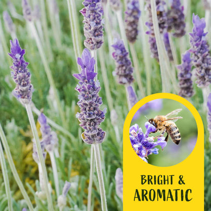 2 Goodwin Creek Lavender Plants in 3.5" Cubes | Aromatic Silvery Perennial Herb with Purple Flowers for Landscaping (Lavandula x ginginsii)