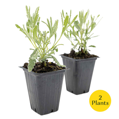 2 Goodwin Creek Lavender Plants in 3.5" Cubes | Aromatic Silvery Perennial Herb with Purple Flowers for Landscaping (Lavandula x ginginsii)