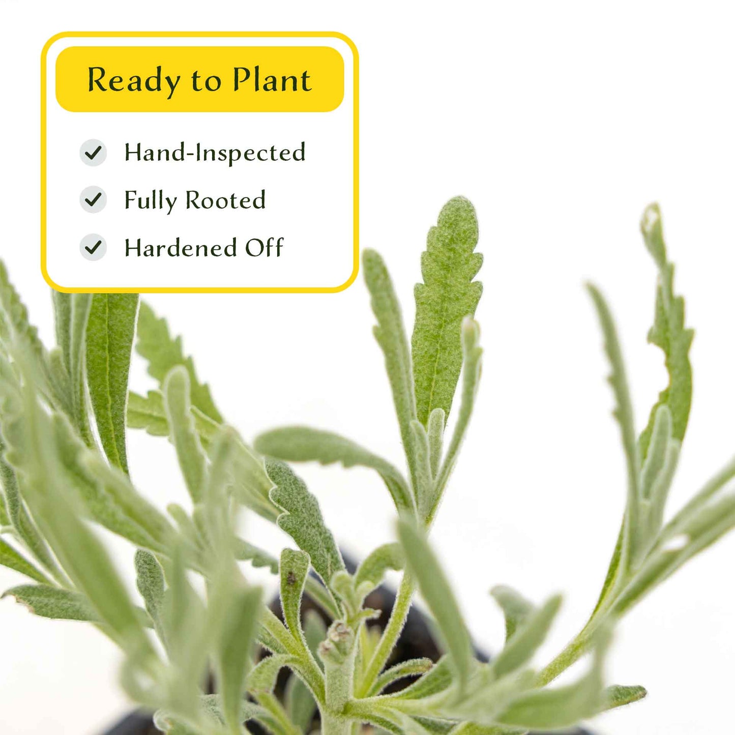 2 Goodwin Creek Lavender Plants in 3.5" Cubes | Aromatic Silvery Perennial Herb with Purple Flowers for Landscaping (Lavandula x ginginsii)