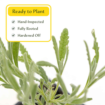 2 Goodwin Creek Lavender Plants in 3.5" Cubes | Aromatic Silvery Perennial Herb with Purple Flowers for Landscaping (Lavandula x ginginsii)