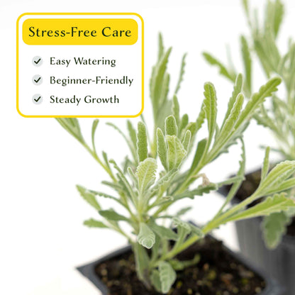2 Goodwin Creek Lavender Plants in 3.5" Cubes | Aromatic Silvery Perennial Herb with Purple Flowers for Landscaping (Lavandula x ginginsii)