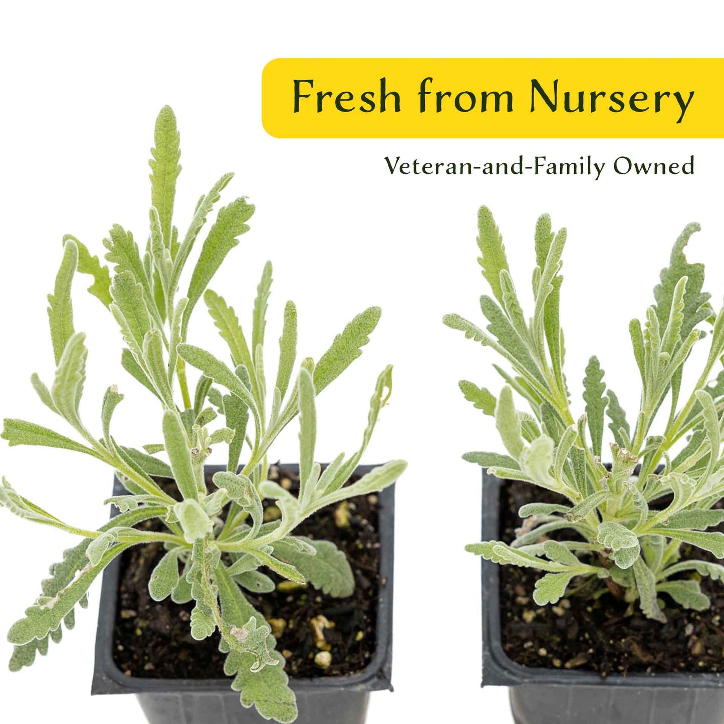 2 Goodwin Creek Lavender Plants in 3.5" Cubes | Aromatic Silvery Perennial Herb with Purple Flowers for Landscaping (Lavandula x ginginsii)