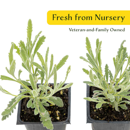 2 Goodwin Creek Lavender Plants in 3.5" Cubes | Aromatic Silvery Perennial Herb with Purple Flowers for Landscaping (Lavandula x ginginsii)