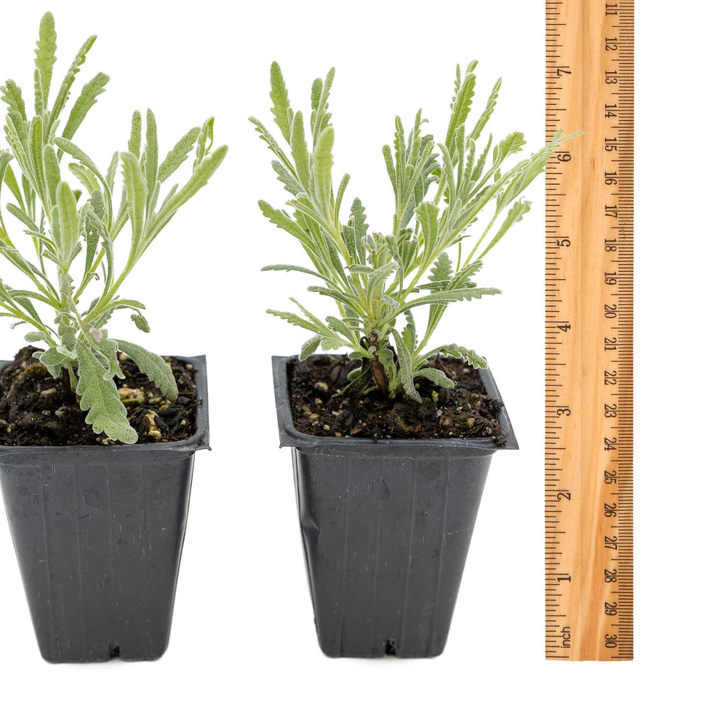 2 Goodwin Creek Lavender Plants in 3.5" Cubes | Aromatic Silvery Perennial Herb with Purple Flowers for Landscaping (Lavandula x ginginsii)