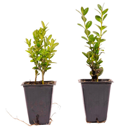 Green Mountain Boxwood | Live Plant in 2.5 Inch Nursery Cube | Buxus ‘Green Mountain’