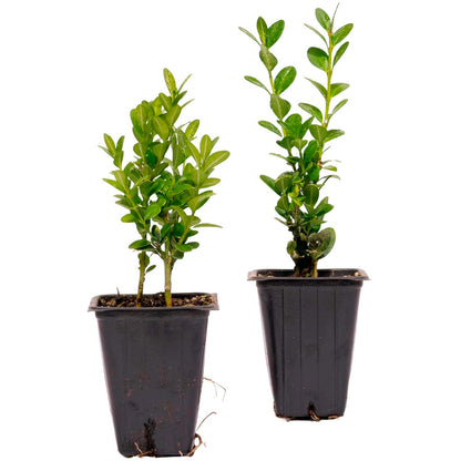Green Mountain Boxwood | Live Plant in 2.5 Inch Nursery Cube | Buxus ‘Green Mountain’