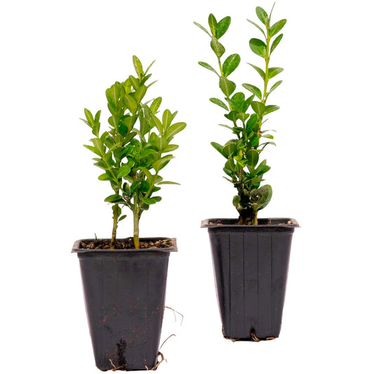 Green Mountain Boxwood | Live Plant in 2.5 Inch Nursery Cube | Buxus ‘Green Mountain’