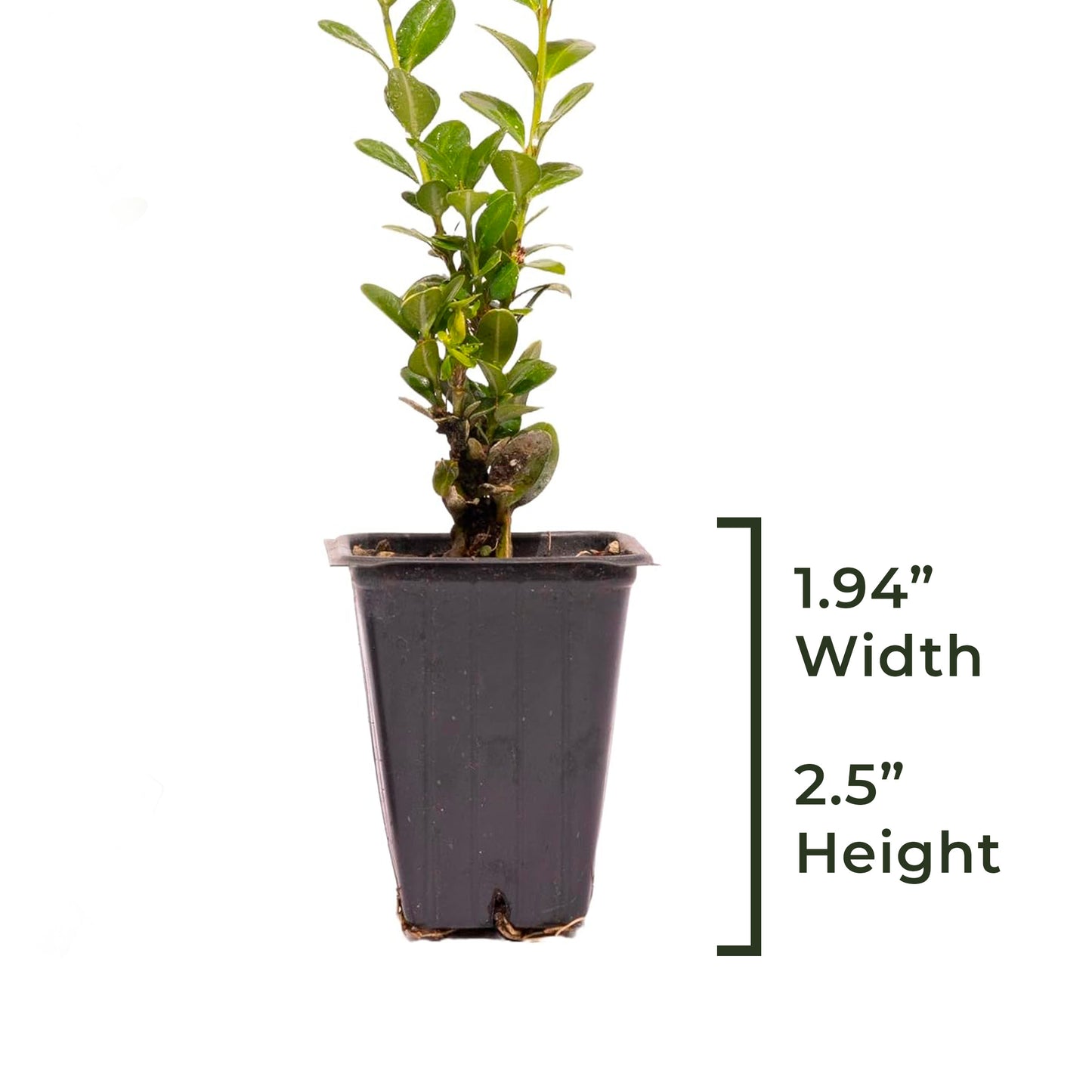Green Mountain Boxwood | Live Plant in 2.5 Inch Nursery Cube | Buxus ‘Green Mountain’