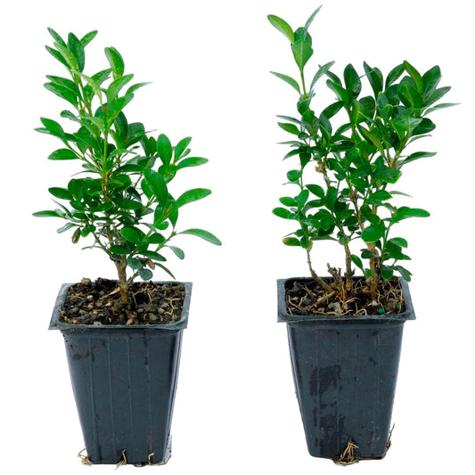 Green Velvet Boxwood | Live Plant in 2.5 Inch Nursery Cube | Buxus ‘Green Velvet’