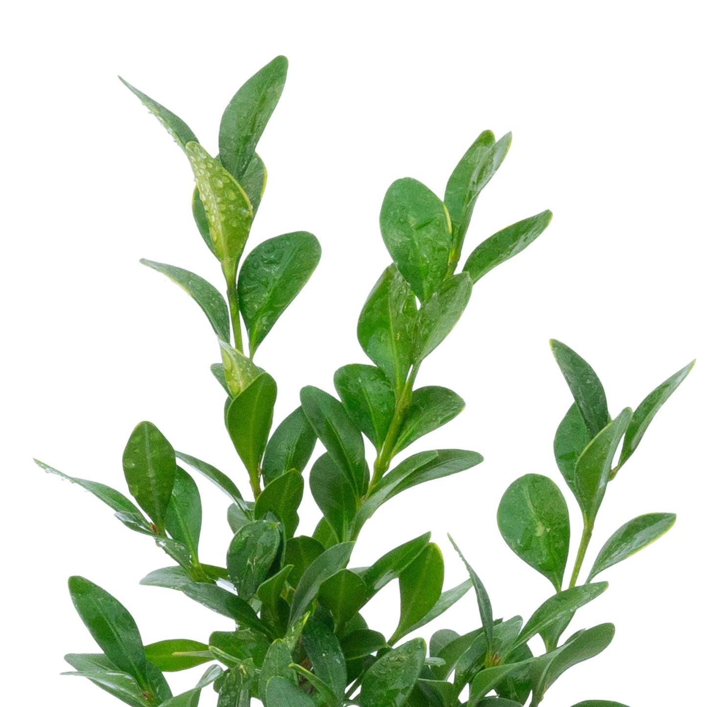 Green Velvet Boxwood | Live Plant in 2.5 Inch Nursery Cube | Buxus ‘Green Velvet’