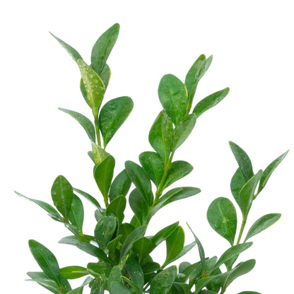 Green Velvet Boxwood | Live Plant in 2.5 Inch Nursery Cube | Buxus ‘Green Velvet’