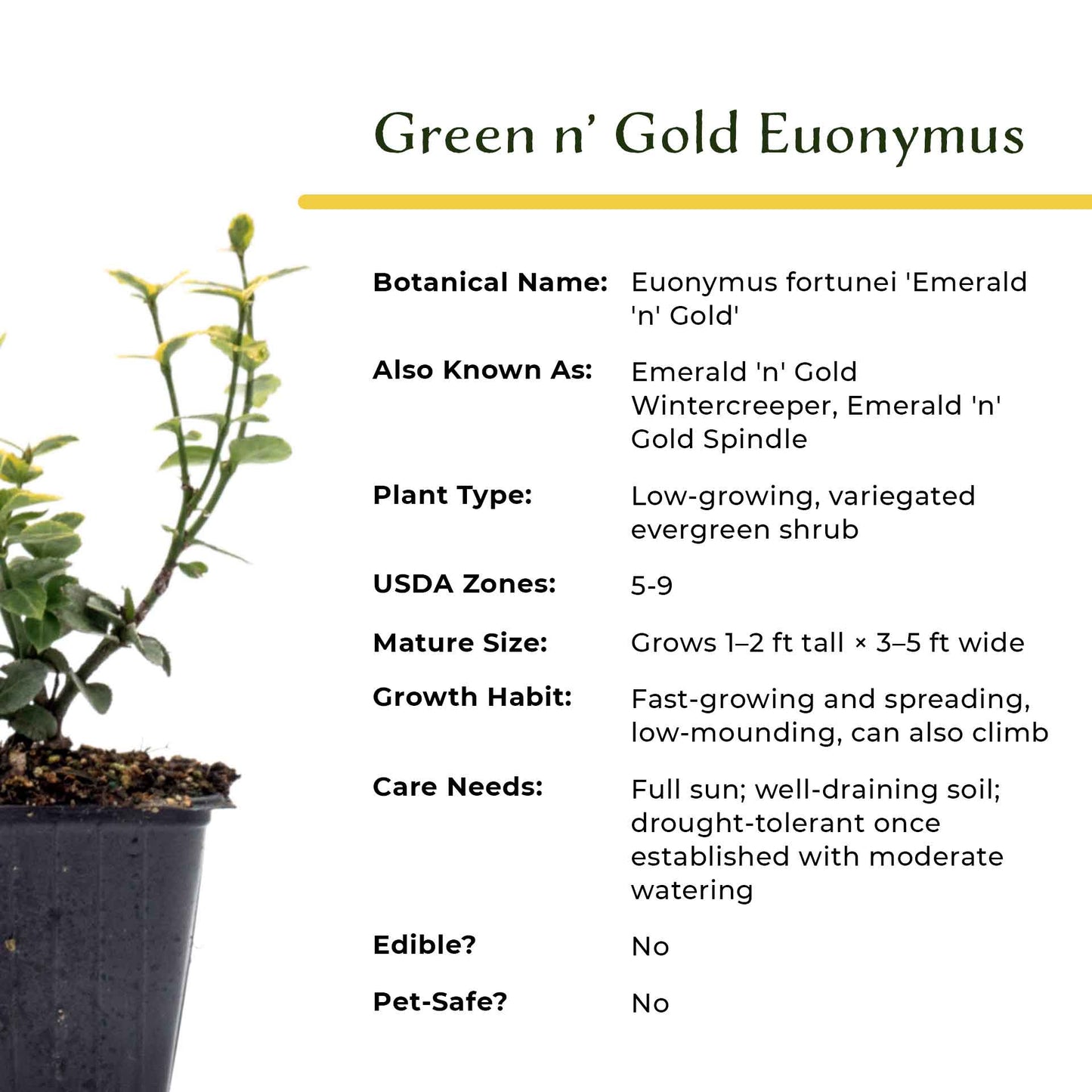 Green ‘n Gold Euonymus in 3.5” Nursery Cubes (Euonymus fortunei 'Emerald 'n' Gold')