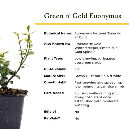 Green ‘n Gold Euonymus in 3.5” Nursery Cubes (Euonymus fortunei 'Emerald 'n' Gold')