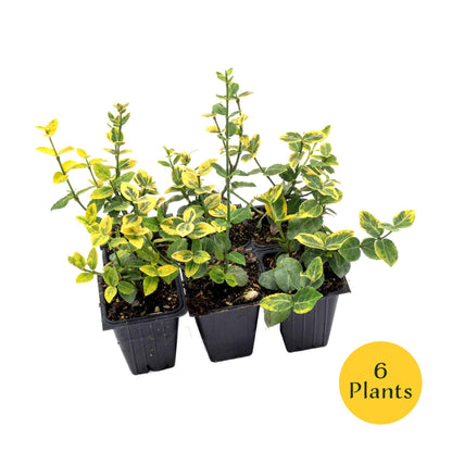 Green ‘n Gold Euonymus in 3.5” Nursery Cubes (Euonymus fortunei 'Emerald 'n' Gold')