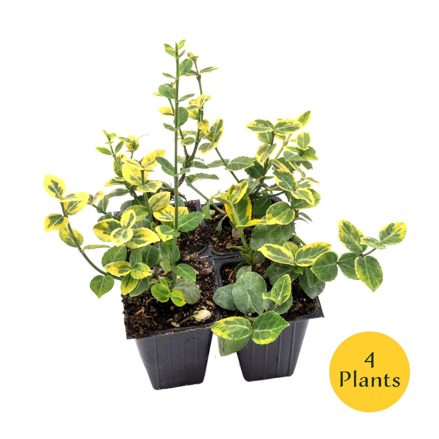 Green ‘n Gold Euonymus in 3.5” Nursery Cubes (Euonymus fortunei 'Emerald 'n' Gold')