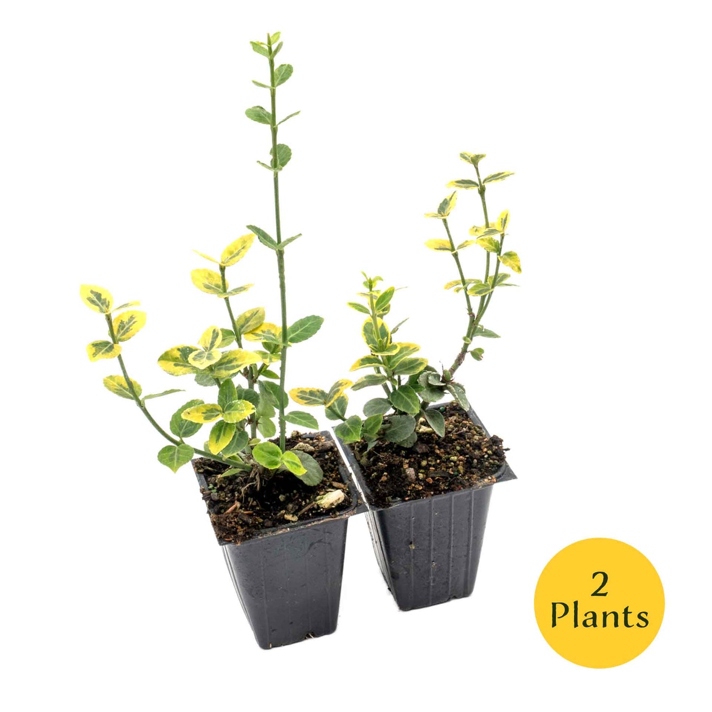 Green ‘n Gold Euonymus in 3.5” Nursery Cubes (Euonymus fortunei 'Emerald 'n' Gold')